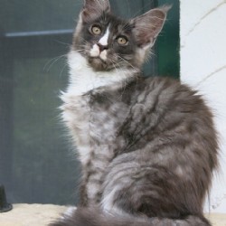 Xerxes Xerxes