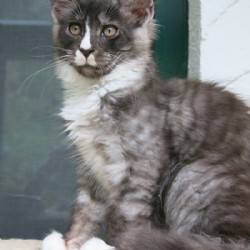 Xerxes Xerxes