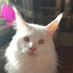 Quartino