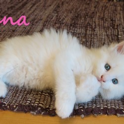 Elena