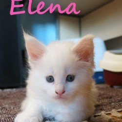 Elena