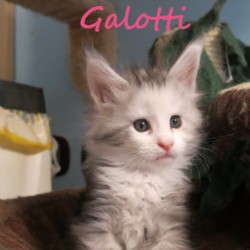 Emili Galotti