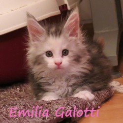 Emili Galotti