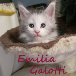 Emili Galotti