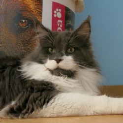 Picasso